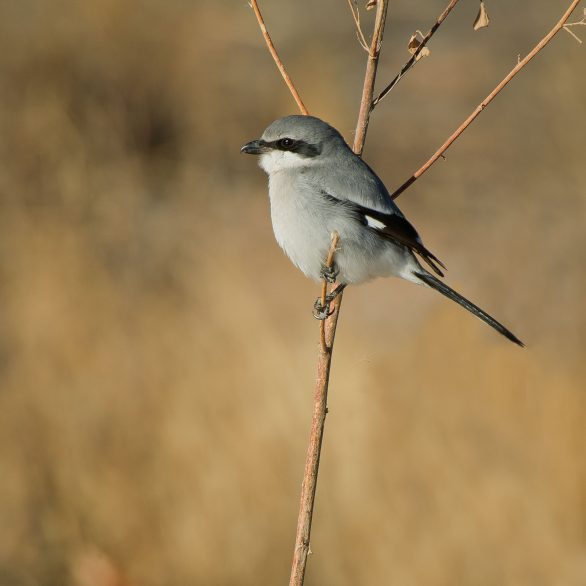 Loggerhead Shrike