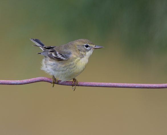 Pine Warbler