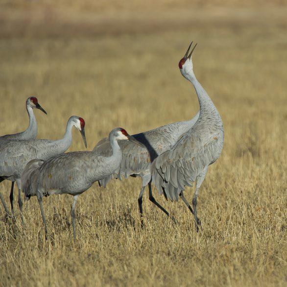 Sandhill Crane