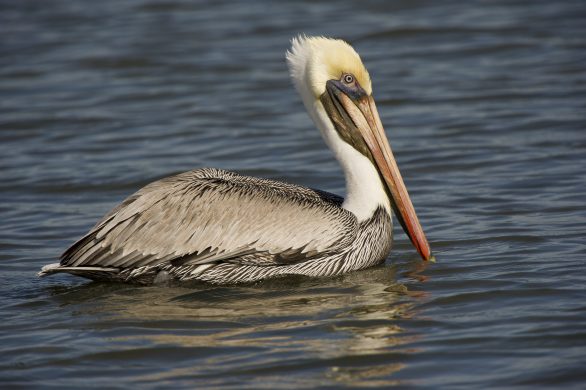 Brown Pelican