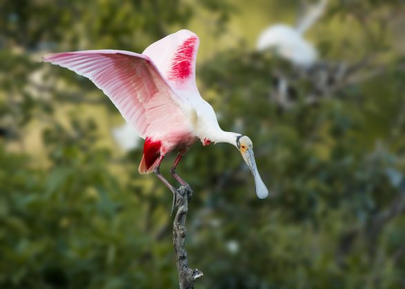 Spoonbills