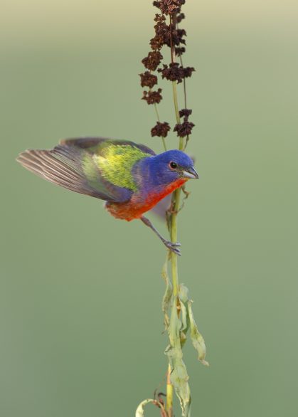 Painted Bunting